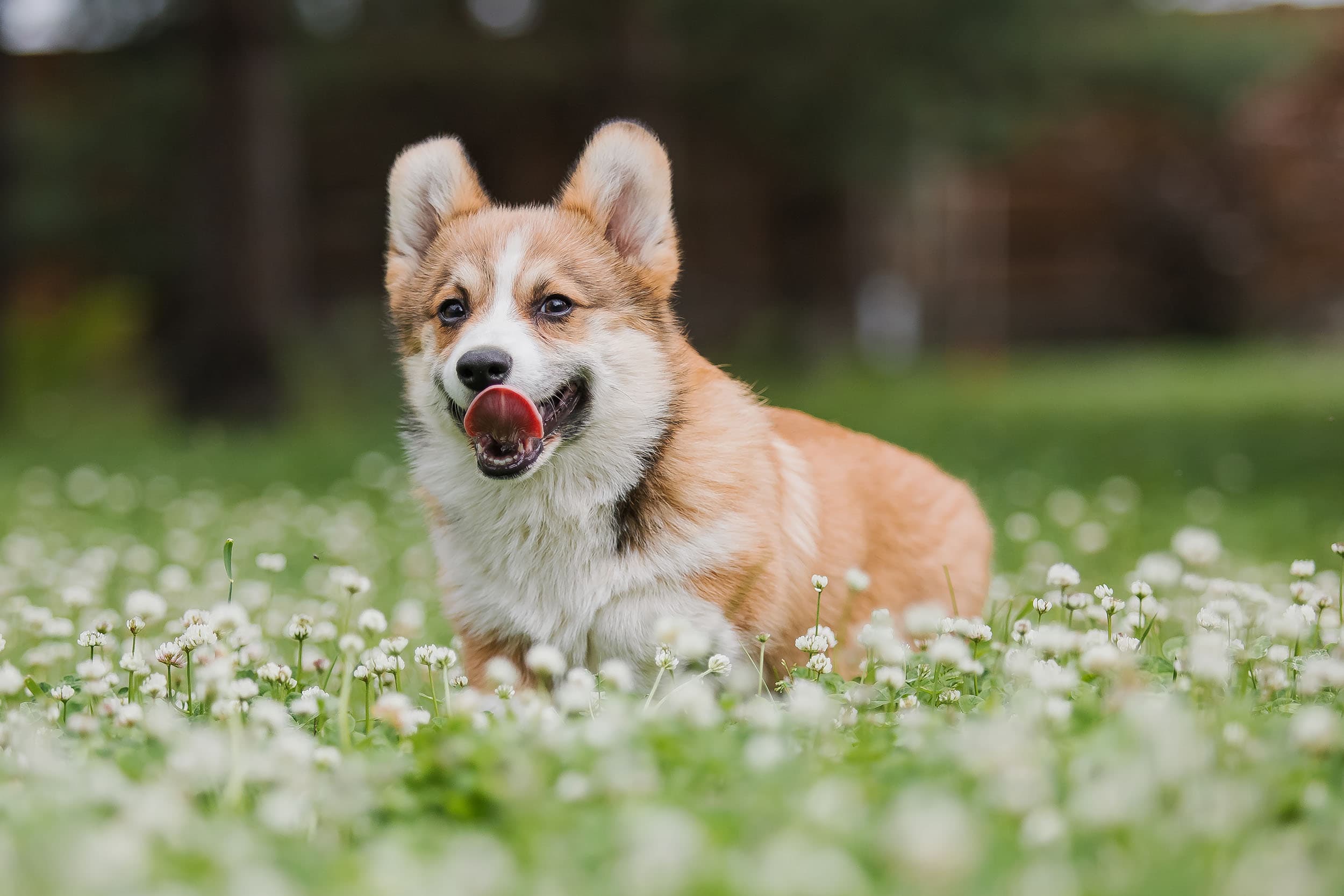 Corgi Puppy Dog Running in a Field of Flowers