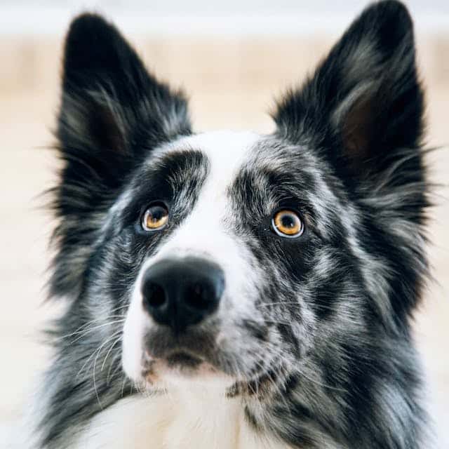 Border Collie Headshot